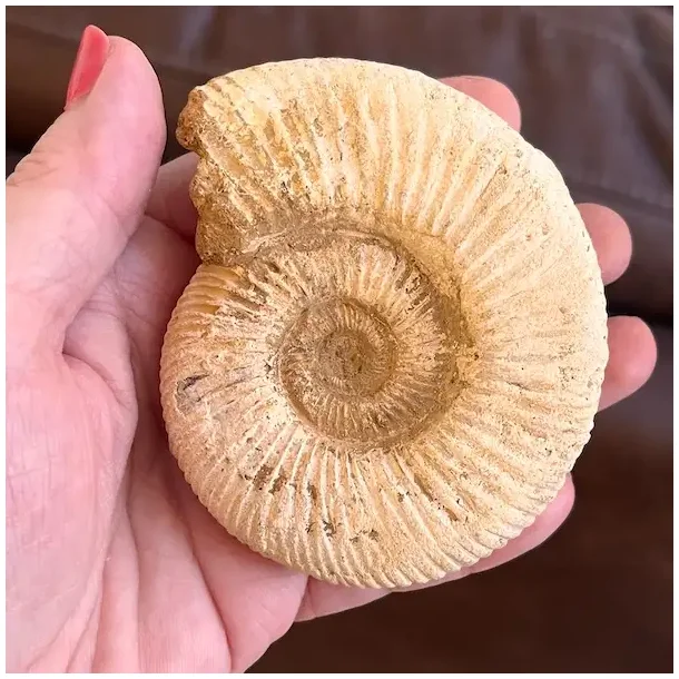 Unik r� ammonit fossil � one of a kind � 8,2 x 7 cm