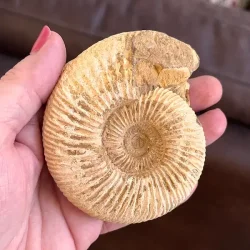 Unik r� ammonit fossil � one of a kind � 8,2 x 7 cm