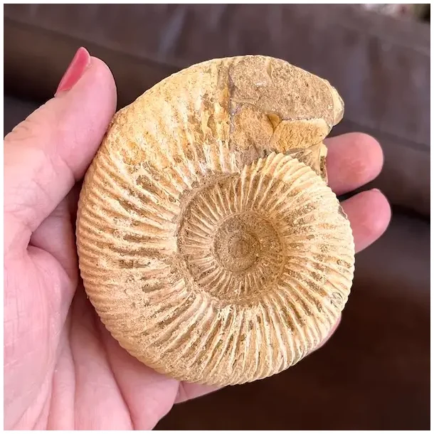 Unik r� ammonit fossil � one of a kind � 8,2 x 7 cm