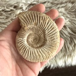 Rundt ammonitfossil med markante ribber og spiralform fotograferet i h�nden