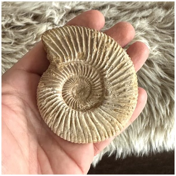 Rundt ammonitfossil med markante ribber og spiralform fotograferet i h�nden