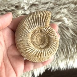 Naturligt ammonitfossil med detaljeret kammerstruktur og karakteristiske radi�re m�nstre