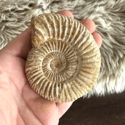 Ammonit fossil med t�t spiral og tydelige strukturlinjer fra den naturlige fossilisering