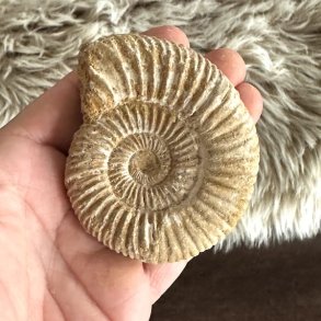 Ammonit fossil med t�t spiral og tydelige strukturlinjer fra den naturlige fossilisering