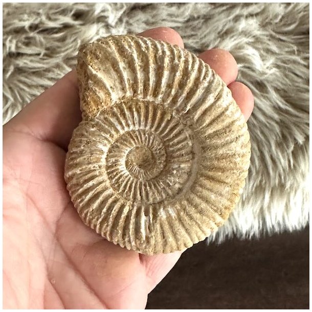 Ammonit fossil med t�t spiral og tydelige strukturlinjer fra den naturlige fossilisering