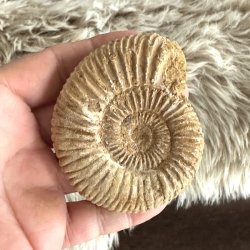 Dekorativt ammonitfossil med karakteristisk spiraldesign og rustikke, naturlige overfladedetaljer