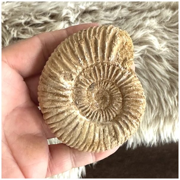 Dekorativt ammonitfossil med karakteristisk spiraldesign og rustikke, naturlige overfladedetaljer