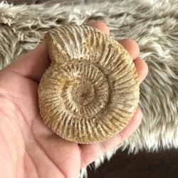 Ammonit fossil med naturligt snoet spiral og fine fossile detaljer