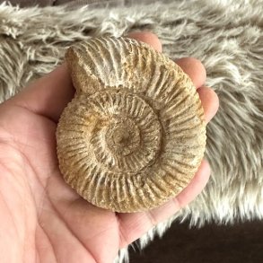 Ammonit fossil med naturligt snoet spiral og fine fossile detaljer