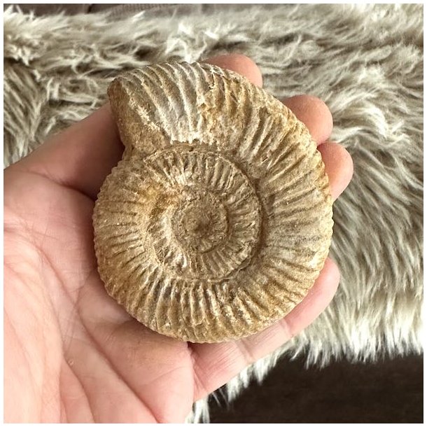 Ammonit fossil med naturligt snoet spiral og fine fossile detaljer
