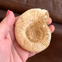 Unik r� ammonit fossil � one of a kind � 8,2 x 7 cm