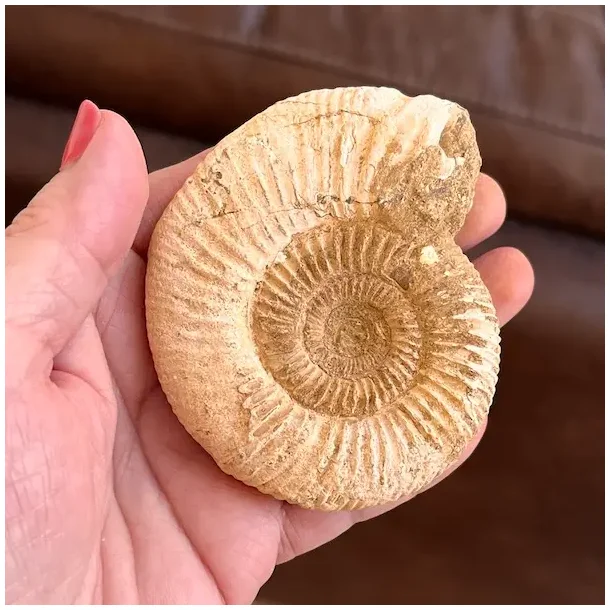 Unik r� ammonit fossil � one of a kind � 8,2 x 7 cm