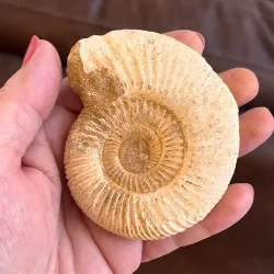 Unik r� ammonit fossil � one of a kind � 8,2 x 7 cm