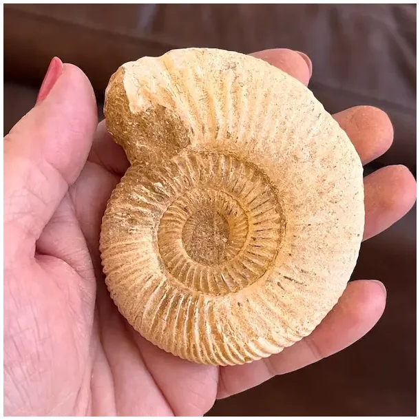 Unik r� ammonit fossil � one of a kind � 8,2 x 7 cm