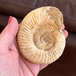 Unik r� ammonit fossil � one of a kind � 9 x 7,5 cm