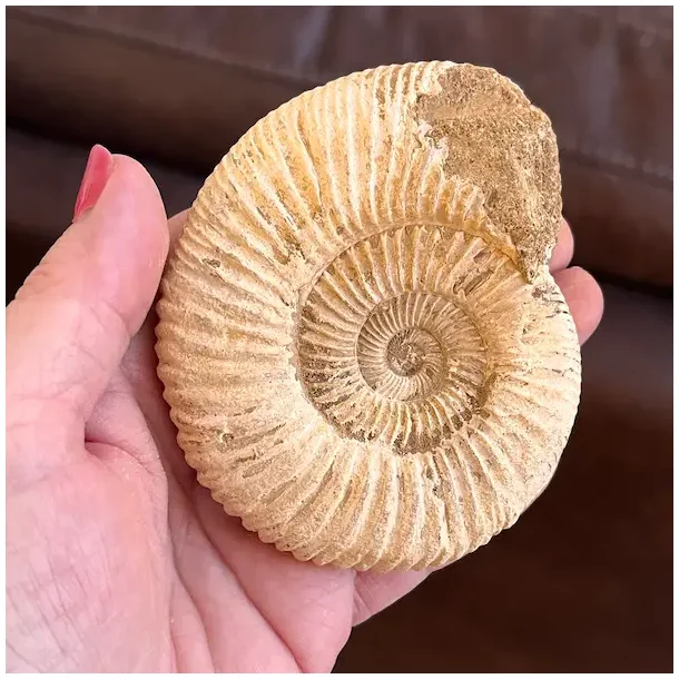Unik r� ammonit fossil � one of a kind � 9 x 7,5 cm