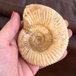 Unik r� ammonit fossil � one of a kind � 9 x 7,5 cm