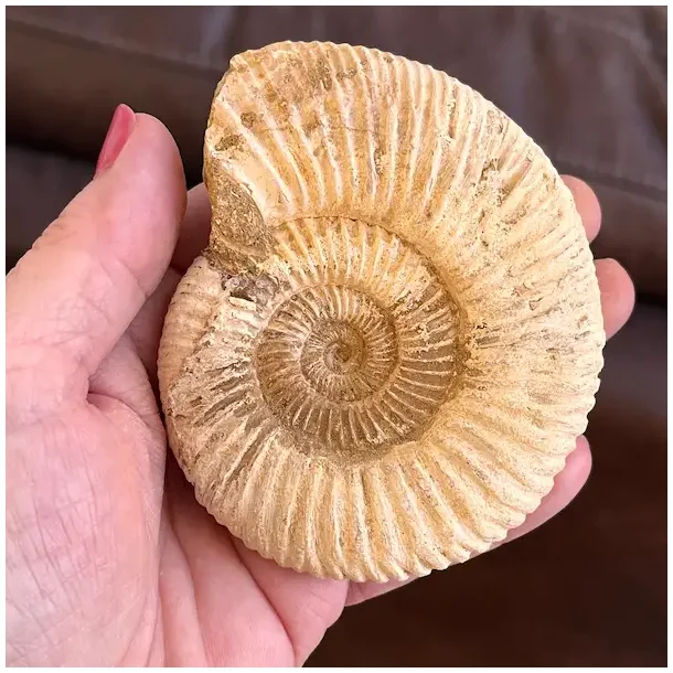 Unik r� ammonit fossil � one of a kind � 9 x 7,5 cm