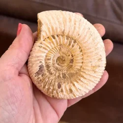 Unik r� ammonit fossil � one of a kind � 8,5 x 7,5 cm