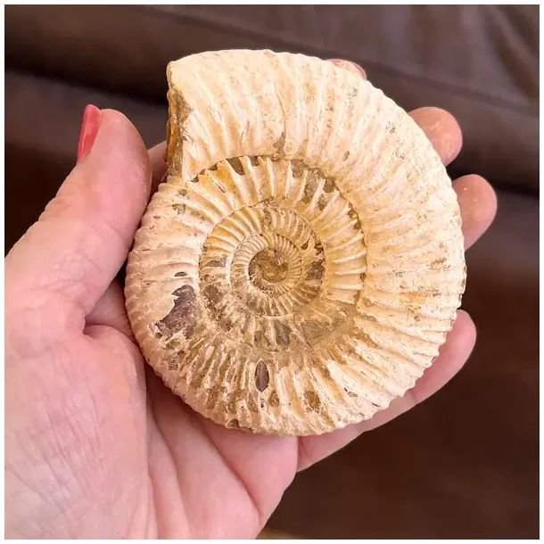 Unik r� ammonit fossil � one of a kind � 8,5 x 7,5 cm