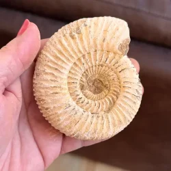 Unik r� ammonit fossil � one of a kind � 8,5 x 7,5 cm