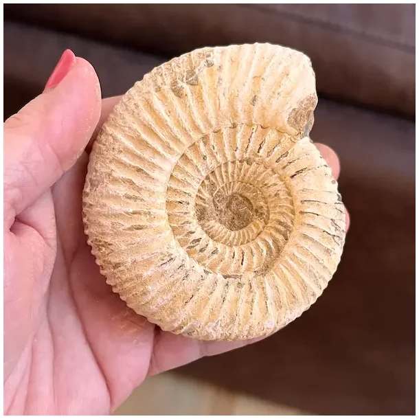 Unik r� ammonit fossil � one of a kind � 8,5 x 7,5 cm