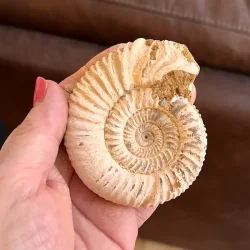 Unik r� ammonit fossil � one of a kind � 8,1 x 6,7 cm