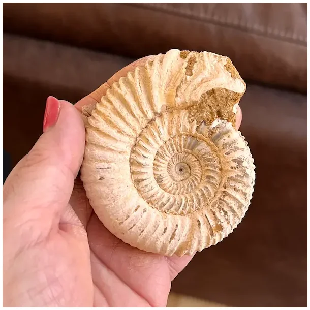 Unik r� ammonit fossil � one of a kind � 8,1 x 6,7 cm