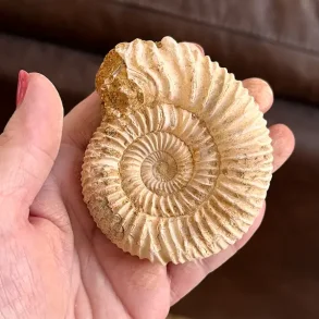 Unik r� ammonit fossil � one of a kind � 8,1 x 6,7 cm