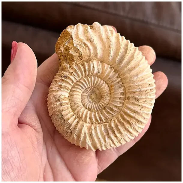 Unik r� ammonit fossil � one of a kind � 8,1 x 6,7 cm