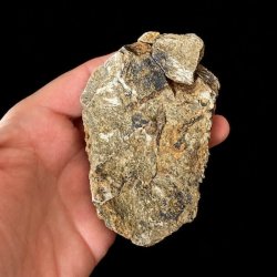Bagside af trilobit fossil 9,3 x 6 cm med naturlig stenmatrix og autentisk fossilisering