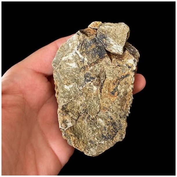 Bagside af trilobit fossil 9,3 x 6 cm med naturlig stenmatrix og autentisk fossilisering