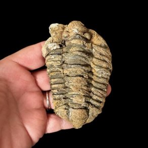 �gte trilobit fossil 9,3 x 6 cm med tydelige segmenter og flotte naturlige detaljer