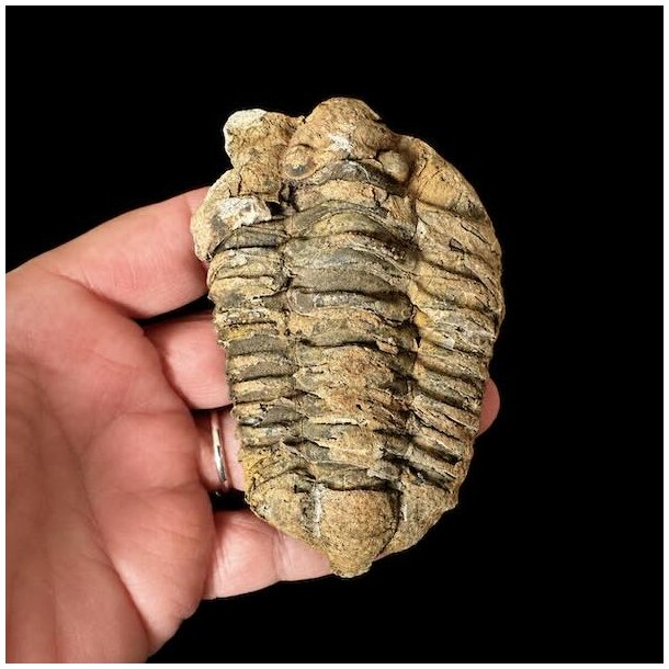 �gte trilobit fossil 9,3 x 6 cm med tydelige segmenter og flotte naturlige detaljer