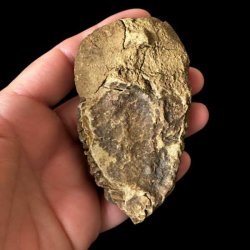 Bagside af trilobit fossil 8,6 x 5 cm med naturlig stenmatrix og autentisk fossilisering
