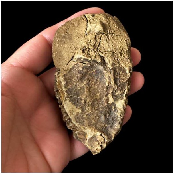 Bagside af trilobit fossil 8,6 x 5 cm med naturlig stenmatrix og autentisk fossilisering