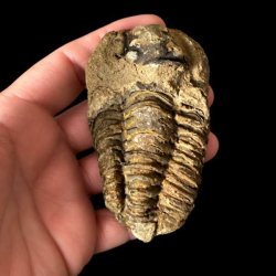�gte trilobit fossil 8,6 x 5 cm med tydelige segmenter og flotte naturlige detaljer