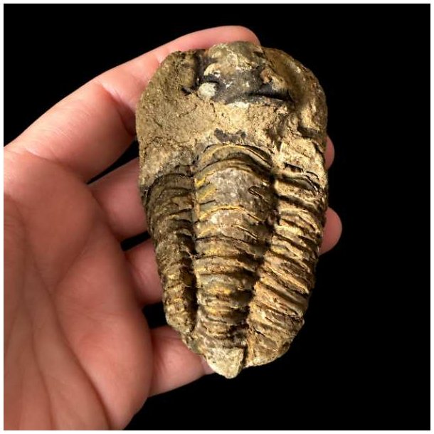 �gte trilobit fossil 8,6 x 5 cm med tydelige segmenter og flotte naturlige detaljer