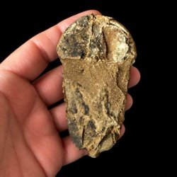 En person holder et trilobit-fossil i h�nden mod en sort baggrund, set fra en anden vinkel eller fra bagsiden. Fossilet fremst�r mere r�t og uj�vnt med tydelige aflejringer af gulligt og brunt matrix-materiale omkring stykket.