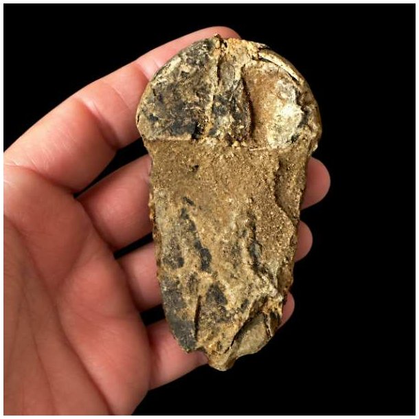 En person holder et trilobit-fossil i h�nden mod en sort baggrund, set fra en anden vinkel eller fra bagsiden. Fossilet fremst�r mere r�t og uj�vnt med tydelige aflejringer af gulligt og brunt matrix-materiale omkring stykket.