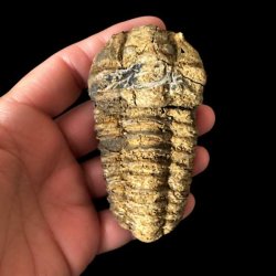 En person holder et aflangt, rillet trilobit-fossil i h�nden mod en sort baggrund. Fossilet ses forfra og viser tydeligt de mange vandrette segmenter i skallen og en brunlig, forstenet overflade.