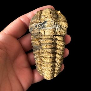 En person holder et aflangt, rillet trilobit-fossil i h�nden mod en sort baggrund. Fossilet ses forfra og viser tydeligt de mange vandrette segmenter i skallen og en brunlig, forstenet overflade.