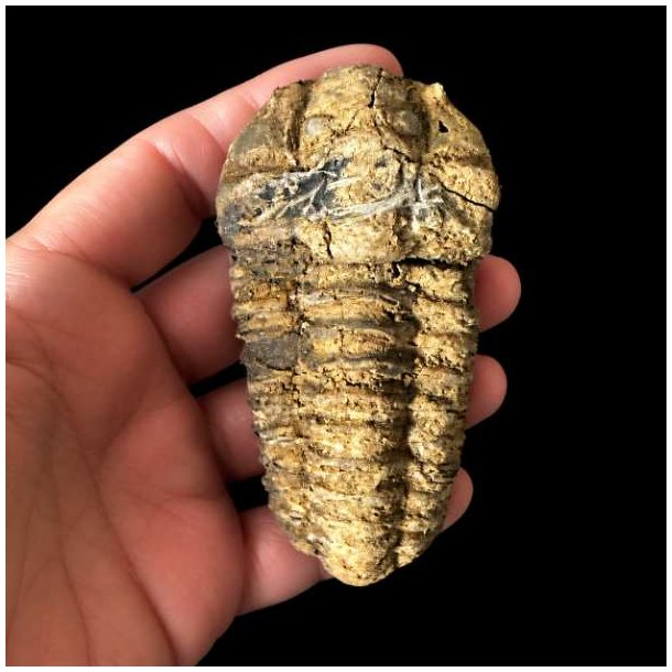 En person holder et aflangt, rillet trilobit-fossil i h�nden mod en sort baggrund. Fossilet ses forfra og viser tydeligt de mange vandrette segmenter i skallen og en brunlig, forstenet overflade.