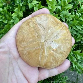 Fossil Sand Dollar 7,9 cm � �gte fossilt s�pindsvin i flot kvalitet (1)