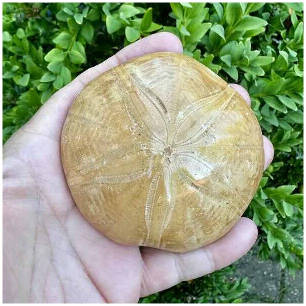 Fossil Sand Dollar 7,9 cm � �gte fossilt s�pindsvin i flot kvalitet (1)