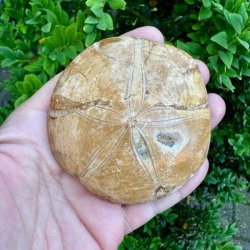 Unika Fossil Sand Dollar med naturlige detaljer og velbevaret overflade vist p� produktbillede.
