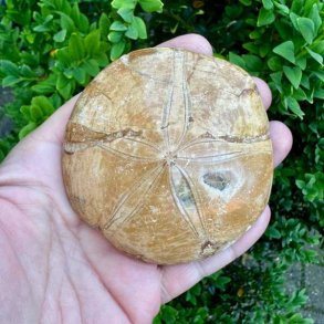 Unika Fossil Sand Dollar med naturlige detaljer og velbevaret overflade vist p� produktbillede.