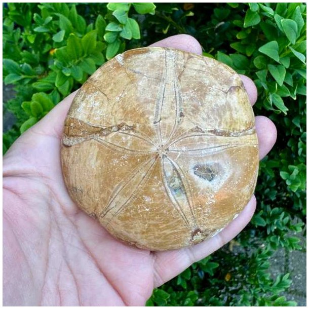 Unika Fossil Sand Dollar med naturlige detaljer og velbevaret overflade vist p� produktbillede.