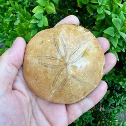 Smukt fossilt s�pindsvin med naturligt stjernem�nster og velbevarede fossile detaljer.
