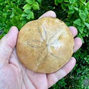 Smukt fossilt s�pindsvin med naturligt stjernem�nster og velbevarede fossile detaljer.